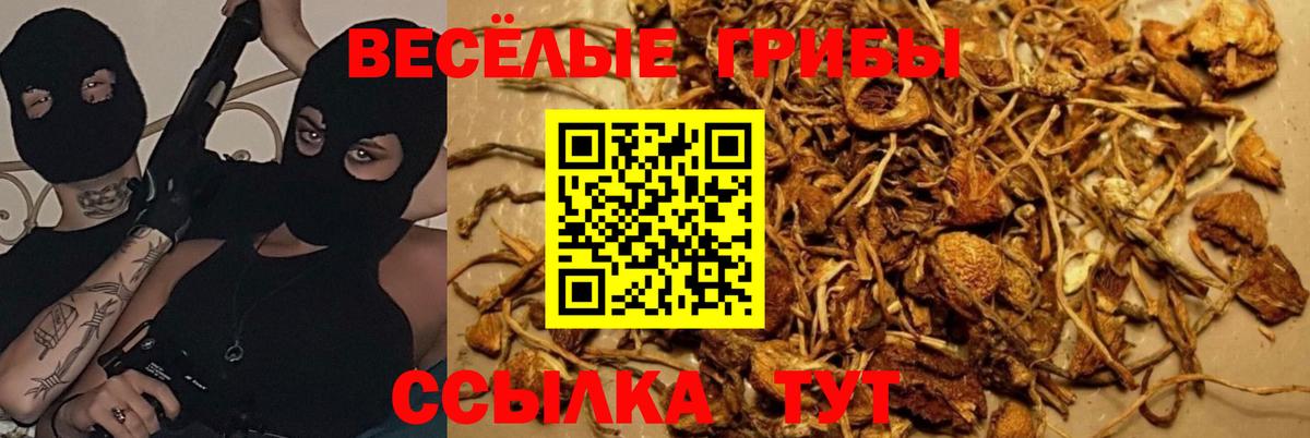 Галлюциногенные грибы Cubensis Клинцы